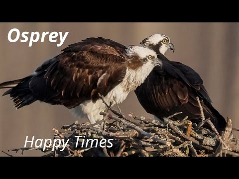 Osprey Wildlife Spectacle: Fishing, Mating, and Playtime