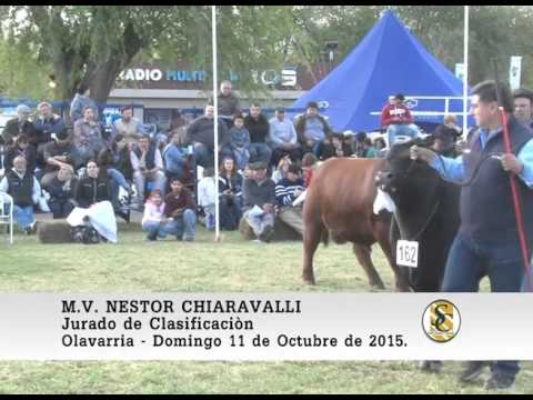 11-10-15 Nota Nestor Chiaravalli - Exposicion Nacional Angus - Olavarria.