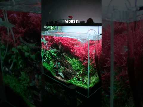 never grow your rotala like this #aquarium #naturetank #aquascaping #fishkeeping