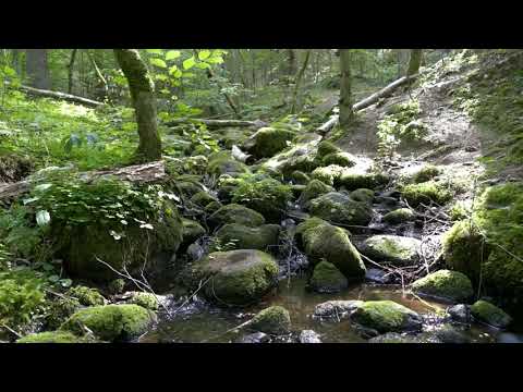 Lietuvių liaudies sutartinė "Turėjo liepa"