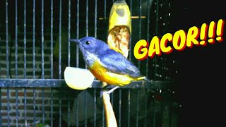 Download lagu Suara KEMADE BUNGA API Jantan Masteran Gacor!!! mp3