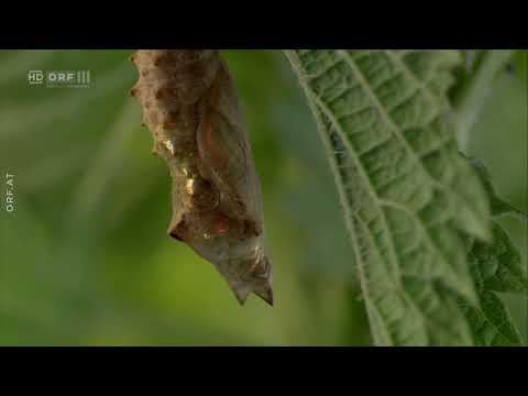 Zauberhafte Gaukler - Die bunte Welt der Schmetterlinge - Doku - Deutsch