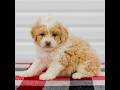 Mini Aussiedoodle dogs for sale: Carter - Video 1