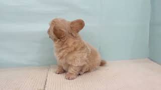 ハーフ犬の動画01