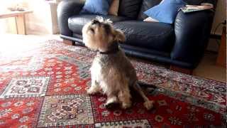 Celebrating a possible 'Grand Slam', Max the Shnauzer singing the Welsh National Anthem!