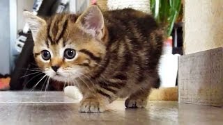 Stalking Kitten vs. Cat