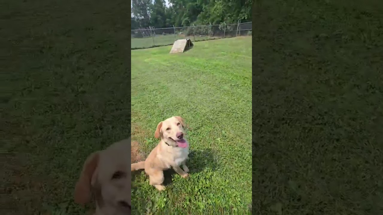 Maximus, a ADOPTABLE Mixed Breed in Point Pleasant, WV video 4/4