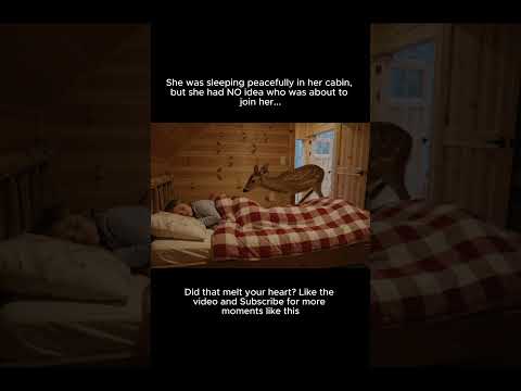 Heart-Melting Moment: Fawn Sneaks In To Cuddle With Sleeping Girl ❤️