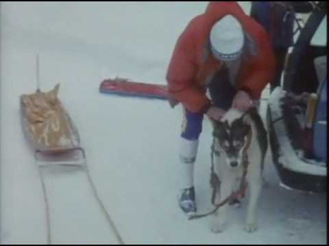 Hajk - Draghundstävling 1984