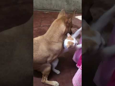 Funny cat and dog playing together,lovely pets#youtubeshorts#reels