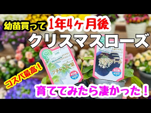 アジアユリの植え方は？メンテナンスと開花  庭園