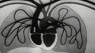 Revival - Deerhunter (Music Video)