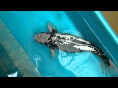 Kumonryu Yu Ming 1, KC 59 cm.