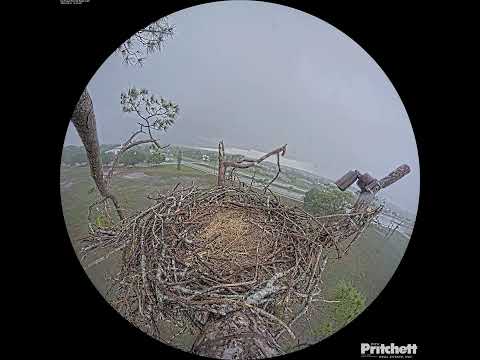 Eagle Nest Southwest Florida live webcam