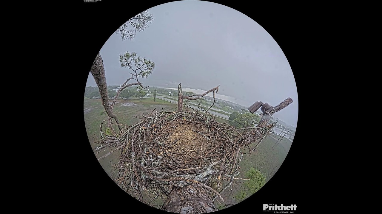 Southwest Florida Eagle Cam - Cam 360