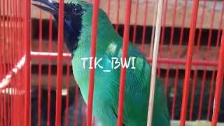 Download lagu Cucak ijo asli alas purwo banyuwangi jamtrok bongkar isian kapas tembak mewah mp3