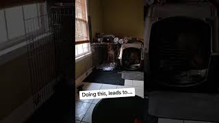 Video preview image #1 Labrador Retriever-Unknown Mix Puppy For Sale in Holly Springs, NC, USA