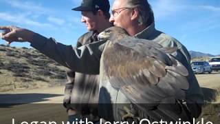 preview picture of video 'Golden eagles released near Mayer, Arizona'