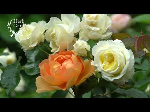 ハーブ園をクリエイティブにデザインする トピックス