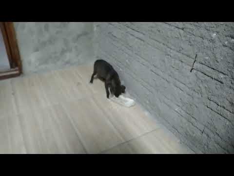 o bicho: EU TÔ MORRENDO DE FOMENTO