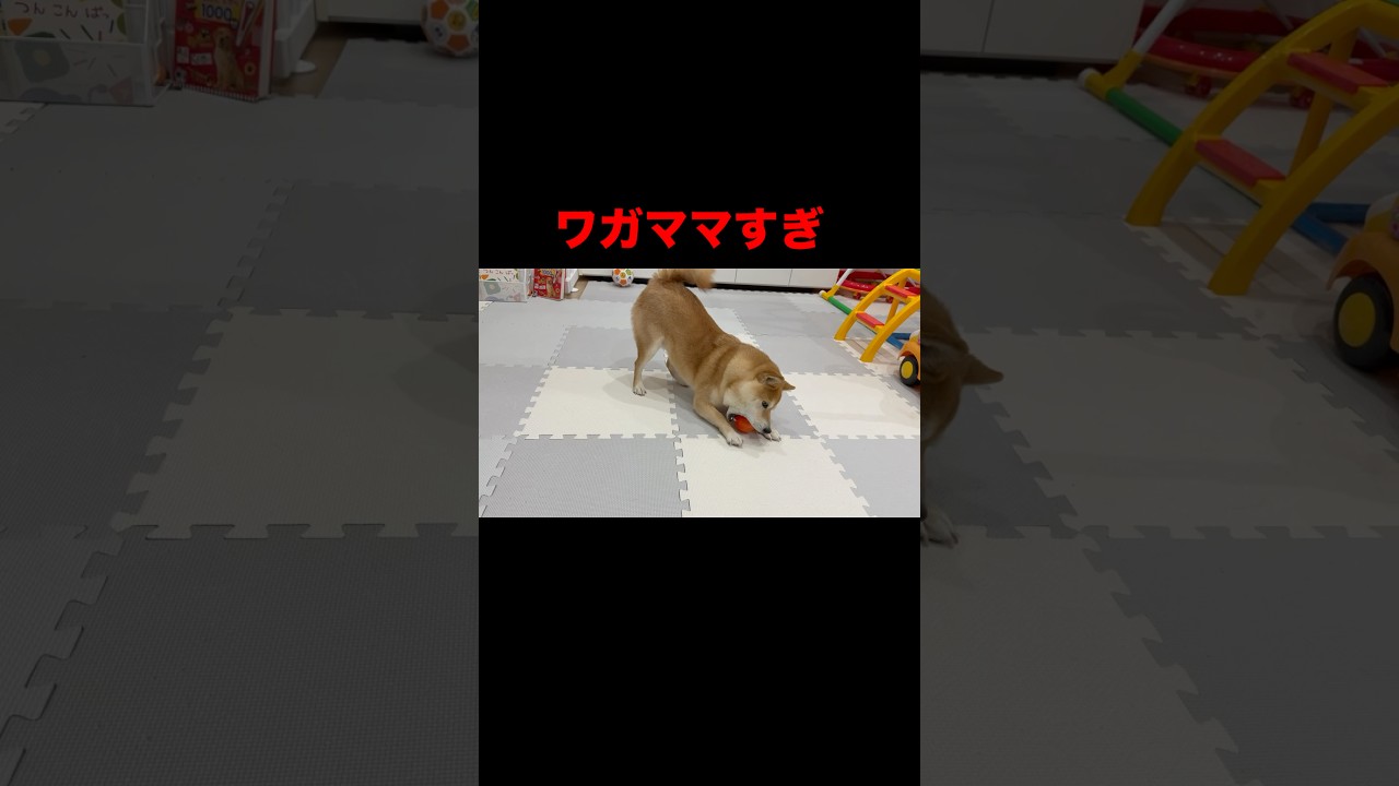 ジョイントマットから出たら取りに行かない柴犬　#柴犬 #豆柴 #犬