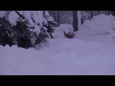 Colorado Christmas video