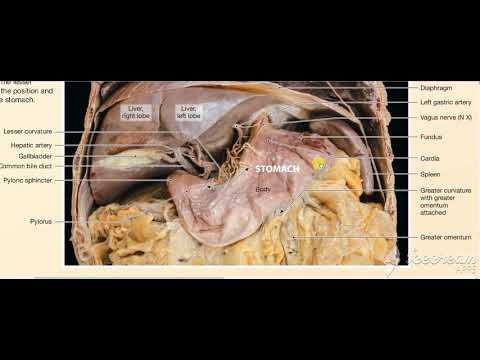 Stomache in cadaver