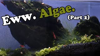 1 Year of ALGAE ... Still (part 2)