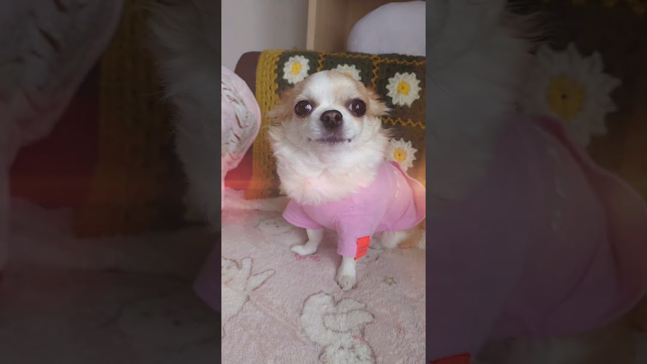 心に響く言葉🐶 #youtubeshorts