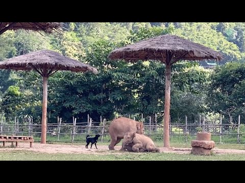 The Relationship Between Baby Elephant And Mahout's Dog - ElephantNews