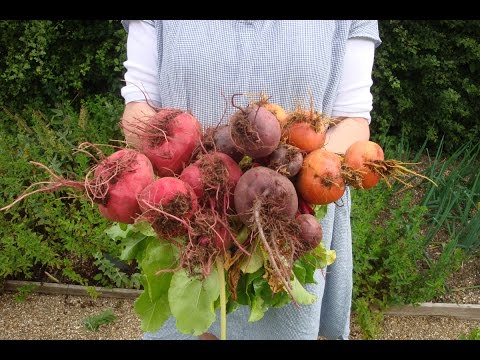 download lagu mp3 mp4 Golden Beetroot Seeds, download lagu Golden Beetroot Seeds gratis, unduh video klip Golden Beetroot Seeds