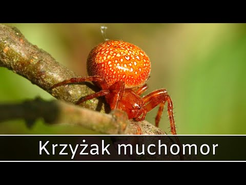 Najciekawsze KRZYŻAKI w Polsce cz.2