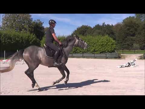 Sammy (Malito de Rêve)