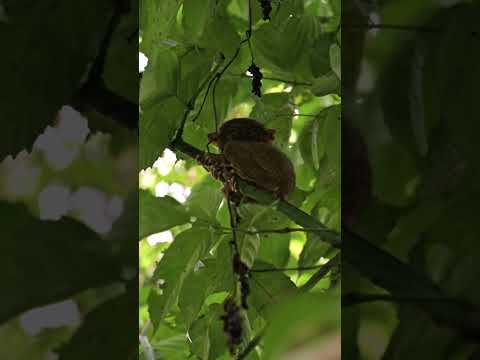 #tarsier #alien #primates
