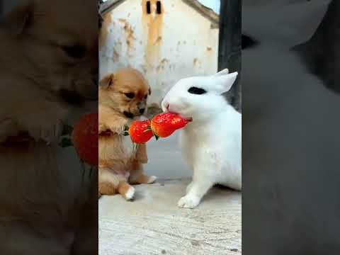 Little sweeties .A beautiful moment #2712 - #shorts