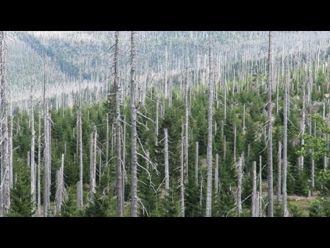 Knappis Artentour / Bayrischer Wald am Dreisessel- Unterwegs mit Sarah Scholz/Camper Naturreisen