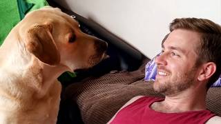 When Your Dog Absolutely Owns You! 😆 Funny Golden Retriever Dogs Ever!