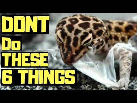 3rd YouTube video about how long can leopard geckos go without water