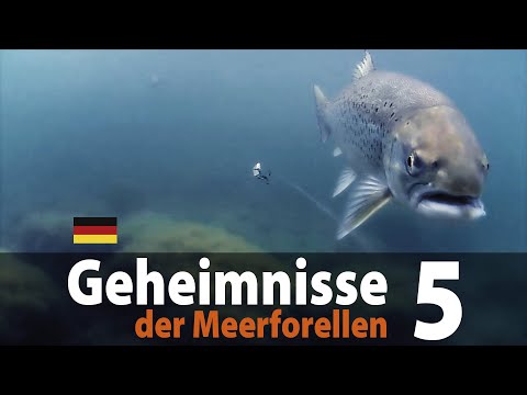 Geheimnisse der Meerforellen 5 Spinnfischen