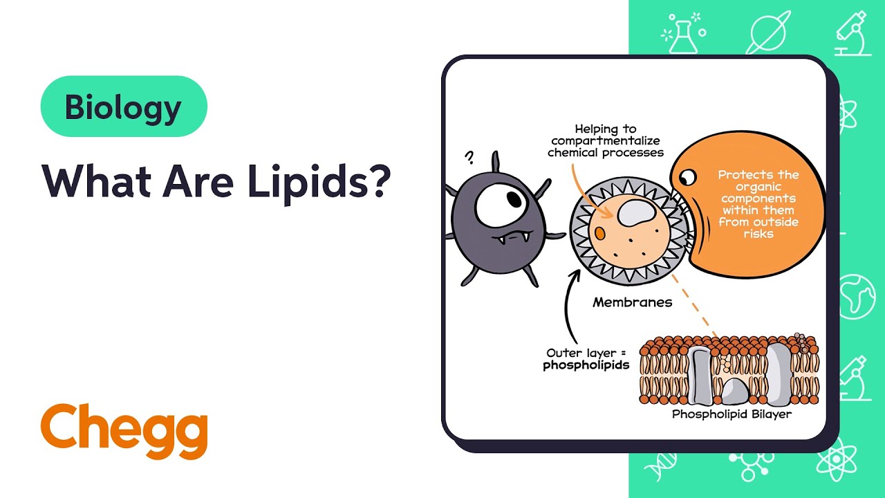 What Are Lipids? | Biology