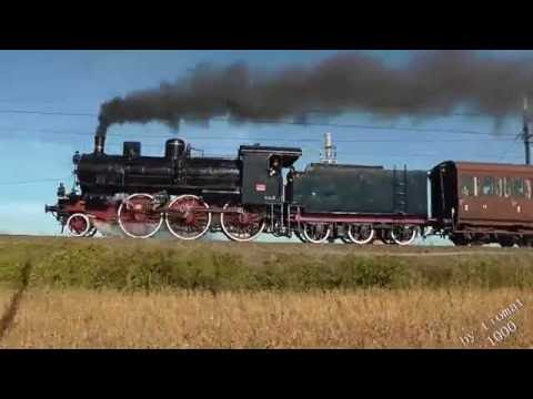 Comprare un seme di tsitvarny da vermi Segni di vermi a gattini