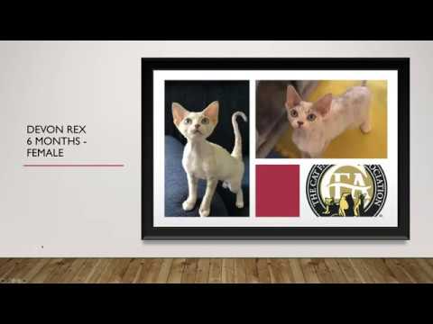 CFA Southern Region Virtual Cat Show, CFA Best of the Best