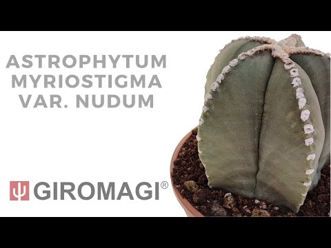 Astrophytum myriostigma var. nudum
