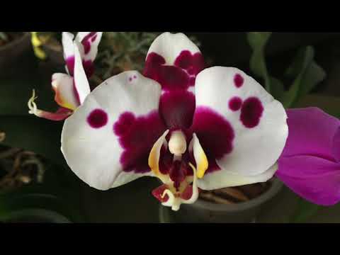 КОГДА ПЕРЕСАЖИВАТЬ ОРХИДЕЮ – одна из причин на примере орхидеи ПАНДА Video