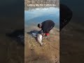Just Letting My Pet Catfish Go Pet Catfish Fishing Littlefish Bigfish