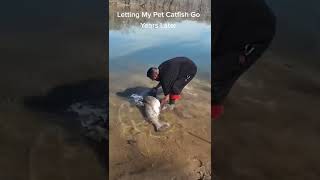 Just Letting My Pet Catfish Go 😂#pet #catfish #fishing #littlefish #bigfish