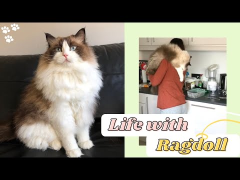 Ragdoll Cat Breed - Owning a Ragdoll Cat | Life with Ragdoll Kitten | Ragdoll Kittens
