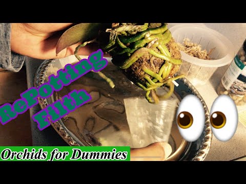 Watch me repot a mini Phalaenopsis in a Vase