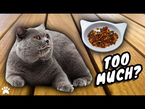 Am I Feeding My British Shorthair Cat Too Much Food?