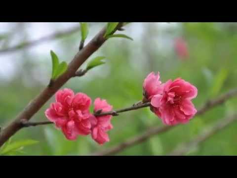 Siegfried Mai (Germany) - Notenhochzeit